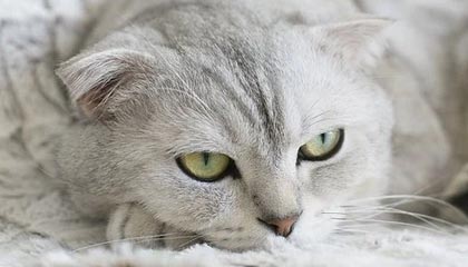 张帅三盘险胜克鲁格 晋级将战莱巴金娜